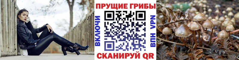 кракен ссылки  Шадринск  мориарти состав  купить  сайты  Галлюциногенные грибы мухоморы 